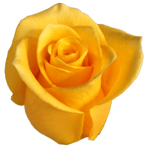 evy-flowers-garden-ecuador-usa-rosas-amarillas-brighton