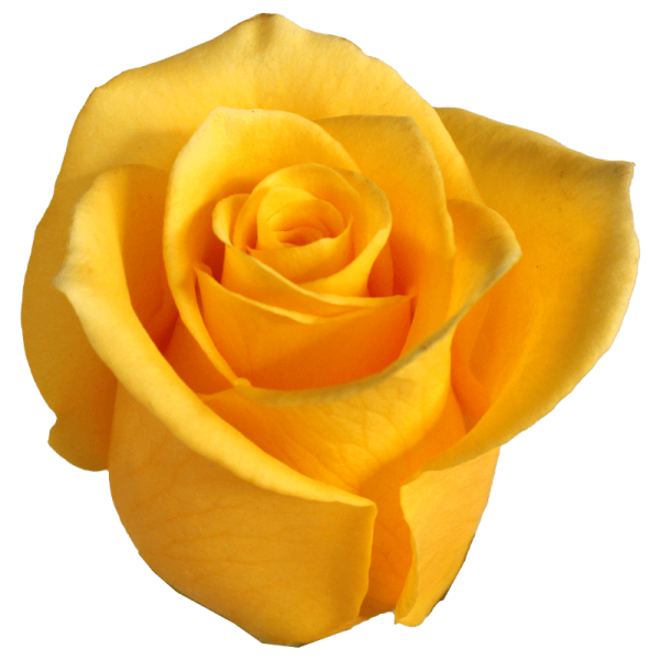 evy-flowers-garden-ecuador-usa-rosas-amarillas-brighton