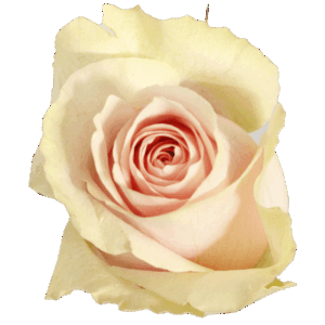 evy-flowers-garden-ecuador-usa-rosas-blancas1