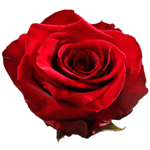 evy-flowers-garden-ecuador-usa-rosas-natural-roja