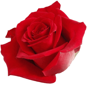 evy-flowers-garden-ecuador-usa-rosas-rojas-panter
