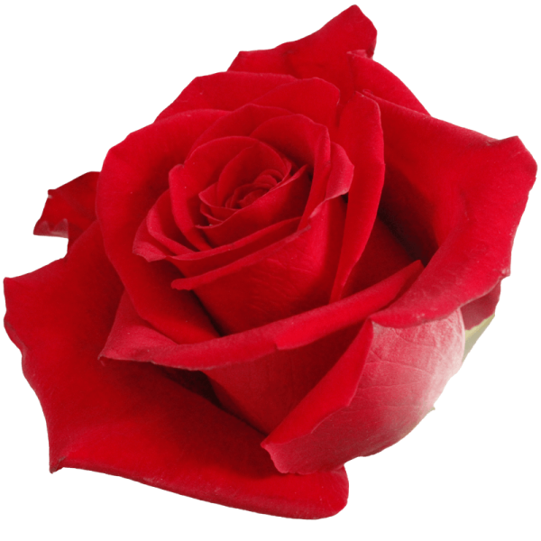 evy-flowers-garden-ecuador-usa-rosas-rojas-panter