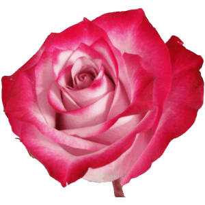 evy-flowers-garden-ecuador-usa-rosas-rojas-panter1