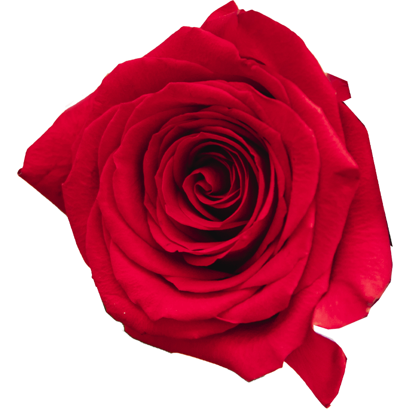 evy-flowers-garden-ecuador-usa-rosas-rojas