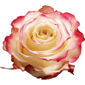 evy-flowers-garden-ecuador-usa-rosas-rosada-rojo1