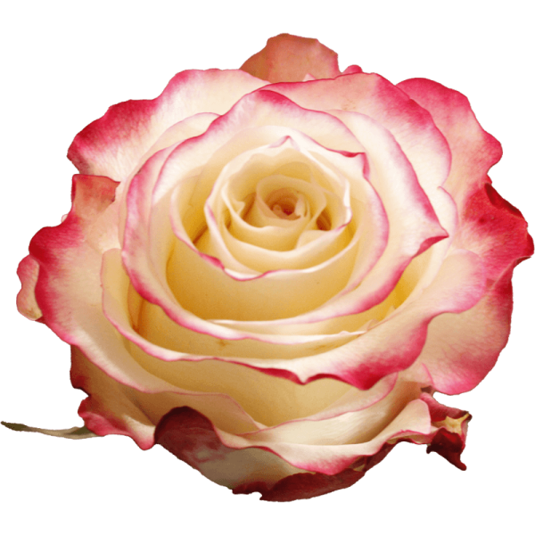 evy-flowers-garden-ecuador-usa-rosas-rosada-rojo1