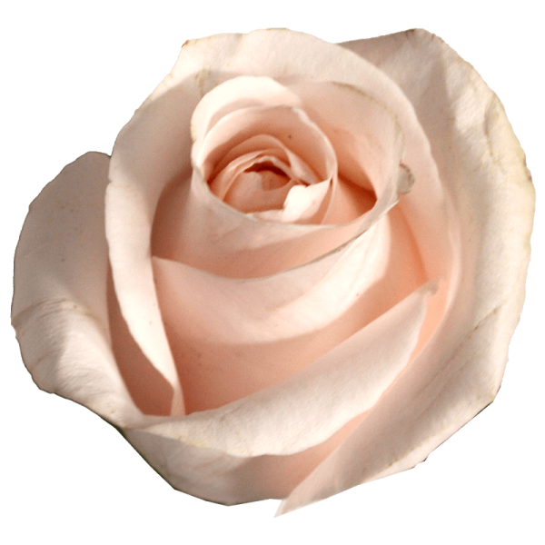 evy-flowers-garden-ecuador-usa-rosas-rosada1