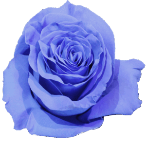 evy-flowers-garden-ecuador-usa-rosas-tinturadas-lila2