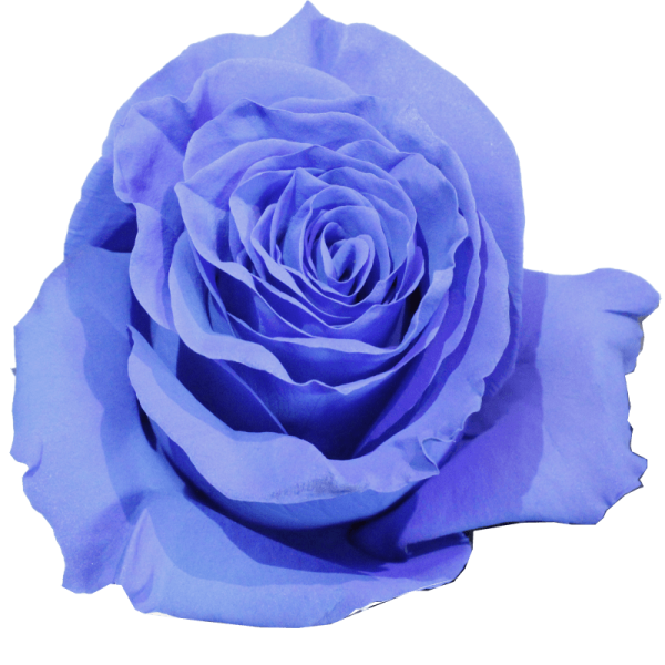 evy-flowers-garden-ecuador-usa-rosas-tinturadas-lila2