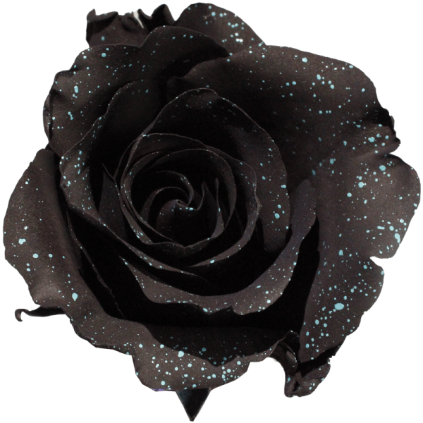 evy-flowers-garden-ecuador-usa-rosas-tinturadas-negra