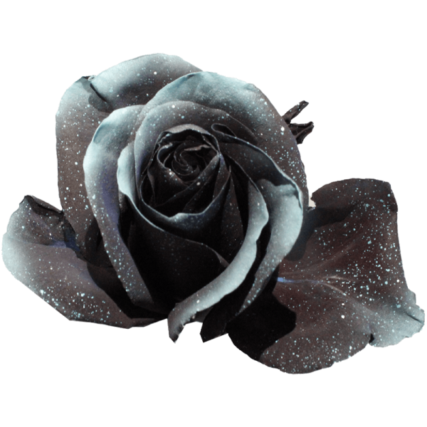 evy-flowers-garden-ecuador-usa-rosas-tinturadas-negra1