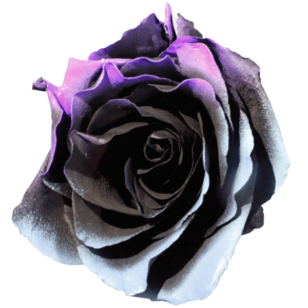 evy-flowers-garden-ecuador-usa-rosas-tinturadas-negra2