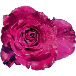 evy-flowers-garden-ecuador-usa-rosas-tinturadas-roja