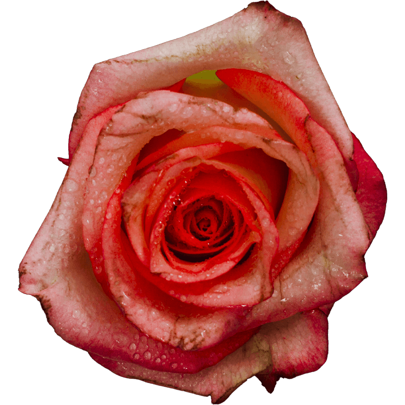 evy-flowers-garden-ecuador-usa-rosas-tomates